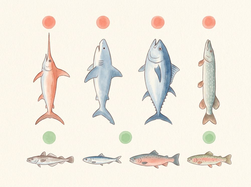 Pescados por mercurio