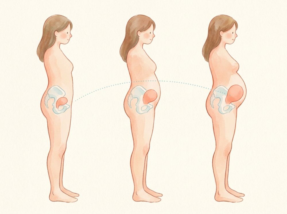 Utero timeline